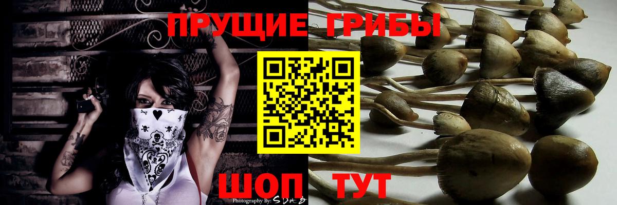как найти закладки  Вход с VPN  Бутурлиновка  Галлюциногенные грибы Psilocybe 